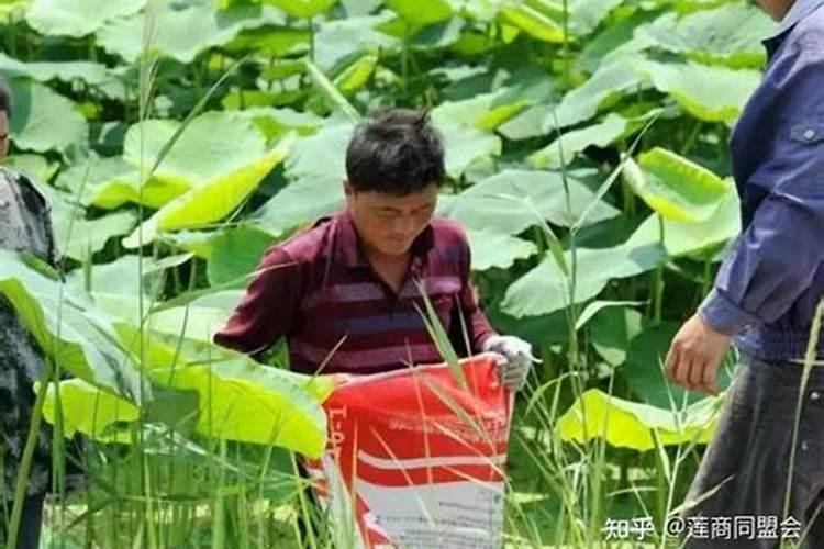 藕带种植的技术方法是什么