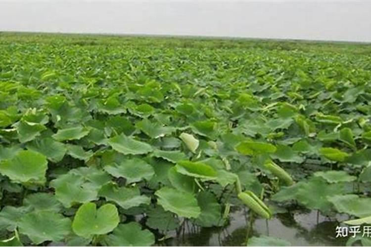 藕带种植施肥是磷肥好还是复合肥好