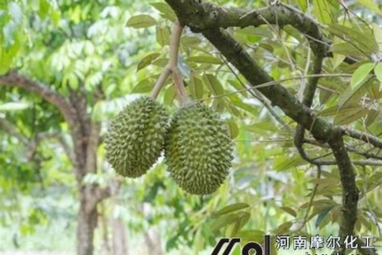 钾盐和钾肥的区别在哪