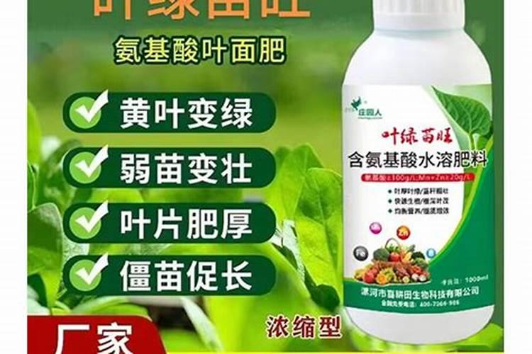 草莓苗怎么移苗,哪个季节移合适,不容易死苗