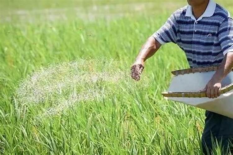 有青苔了可以用磷肥肥水吗