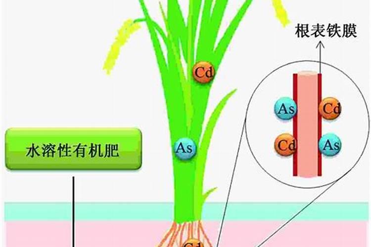 水溶肥是一种新型的肥料,这种肥料比较适合什么农作物？