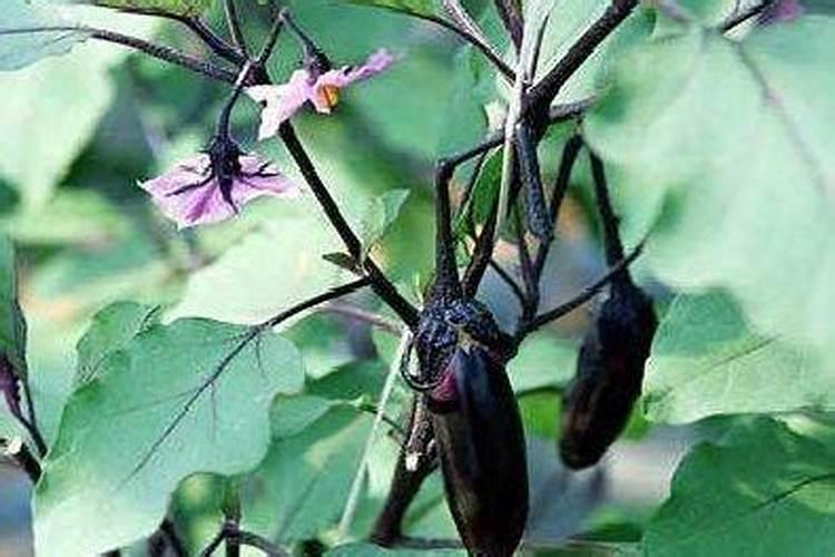 黄花菜开花期想要施肥,应该怎么施肥呢？