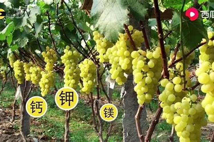 多肉可以用磷酸二氢钾吗