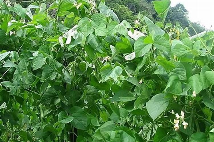 芸豆开花期还能打硼肥吗？