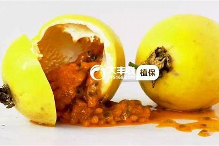 花生开花期浇水好还是落花期浇水好
