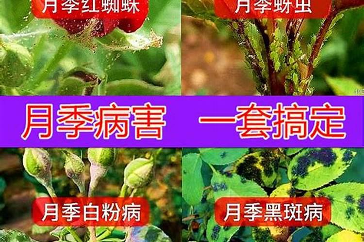 新买的栀子花黄叶,掉花苞应该怎么办呢？