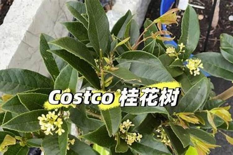 地膜的作用是什么 地膜可以提高产量吗
