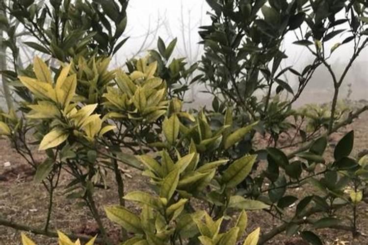 丑八怪橘子树种植技术