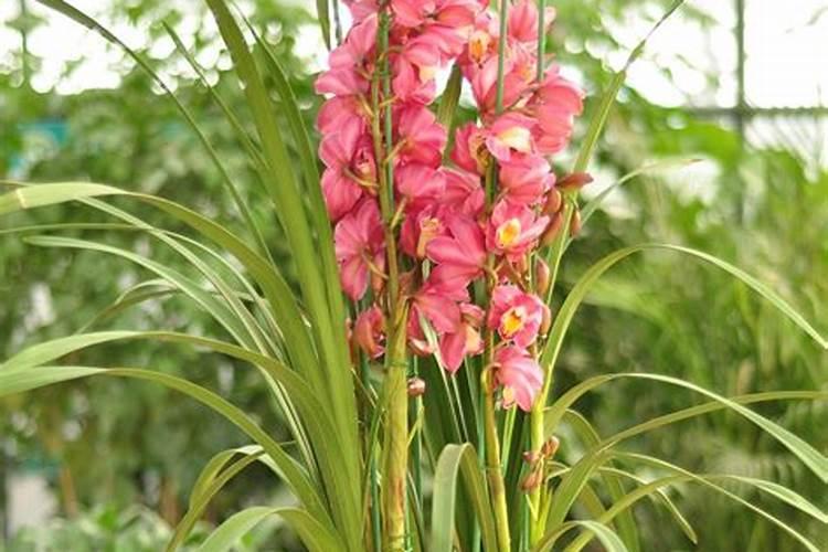 夏季蕙兰如何施肥