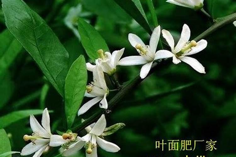 三铵肥料是什么成分