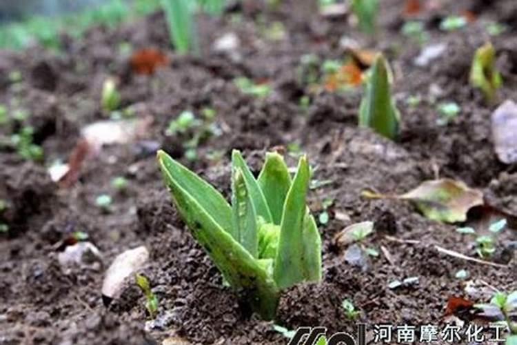 什么牌子的水溶肥最好