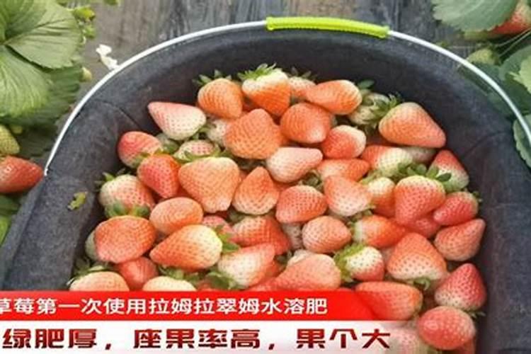 磷铵钾肥能不能种辣椒。流酸钾和磷铵钾有什么区别