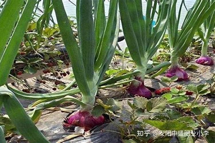 洋葱如何膨大