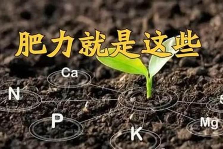 豆饼肥水发酵多少天可以浇花 豆饼肥水兑水的比例是多少
