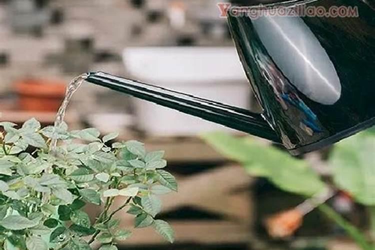 鼠尾草有毒吗