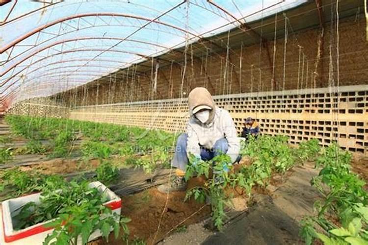 大棚草莓施肥方案