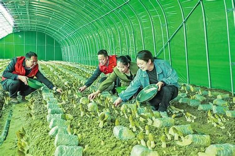 草莓大棚栽培技术要点有哪些