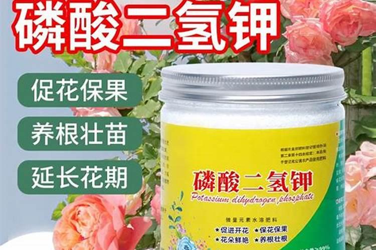 养花需要施肥吗？怎样分辨自己应该用哪种肥？