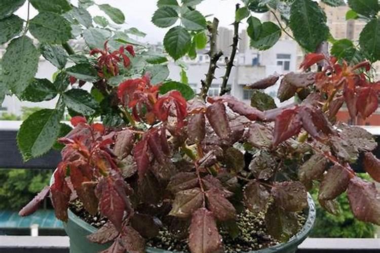 月季花怎么施肥