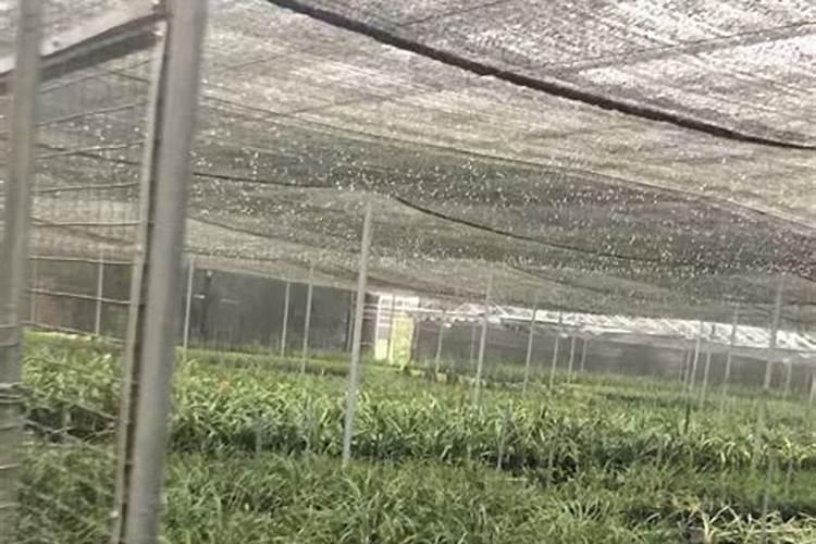 柑橘全年打药时间表