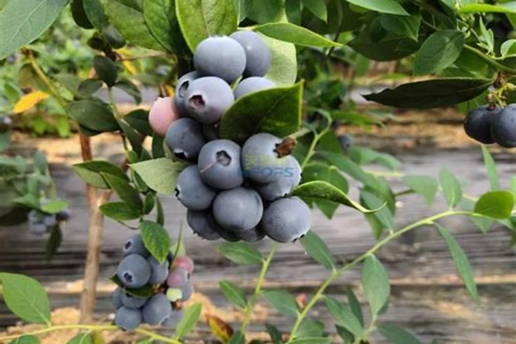 杜鹃花能用花生做肥料吗？
