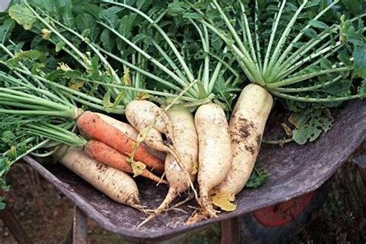 柑橘20多种“病虫害”最新防治方法