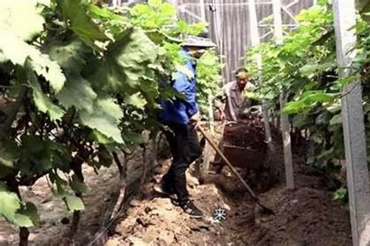 葡萄树如何施肥葡萄树的施肥方法