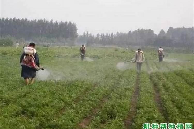 花生喷施钙肥最佳时间 什么时候使用合适