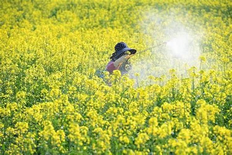 如何给花生追施钙肥？