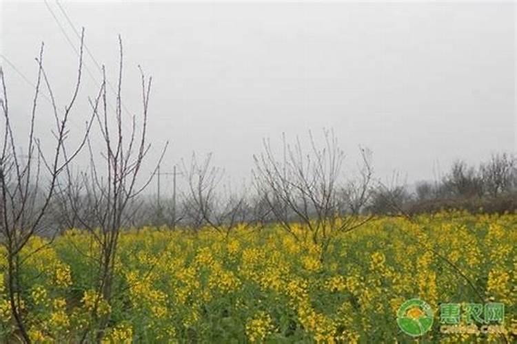 大量元素水溶肥中的TE是什么意思