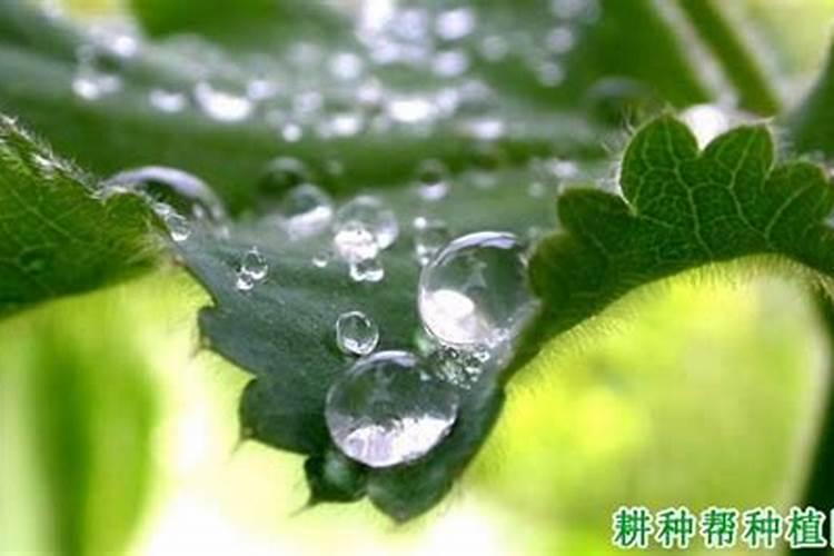 种植半夏施肥要合理,该怎样给叶面喷肥？