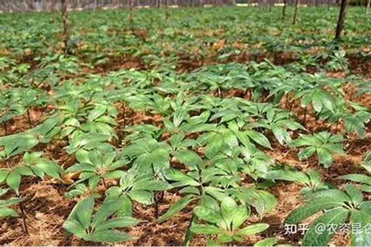 怎样给大白菜施肥给大白菜追施肥距离菜颗多少适宜