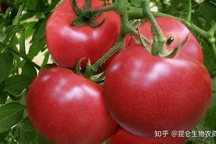 冬季葱蒜可以加肥料吗？