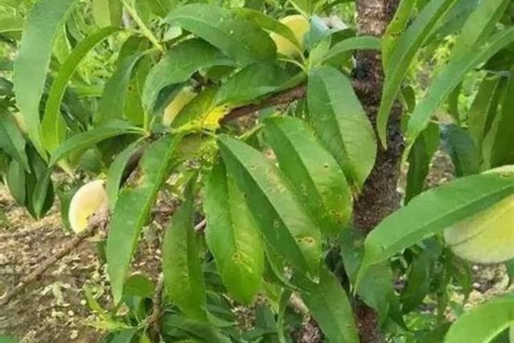 大白菜施肥原则有哪些？