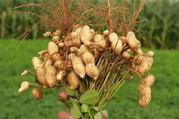 种植花生,喷什么叶面肥合适？