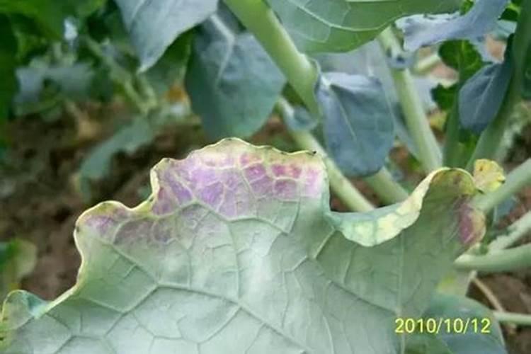 白菜追肥用什么肥好