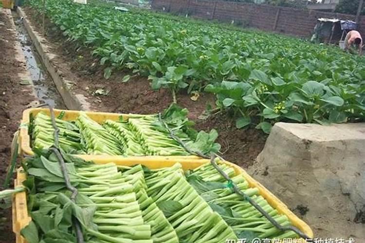 菜心怎么种才长得好 菜心的种植方法