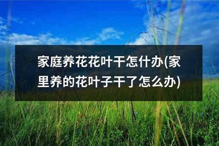 杜鹃花施硫酸亚铁多了叶子黄怎么办