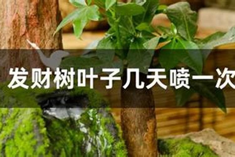 月季花修剪后施什么肥