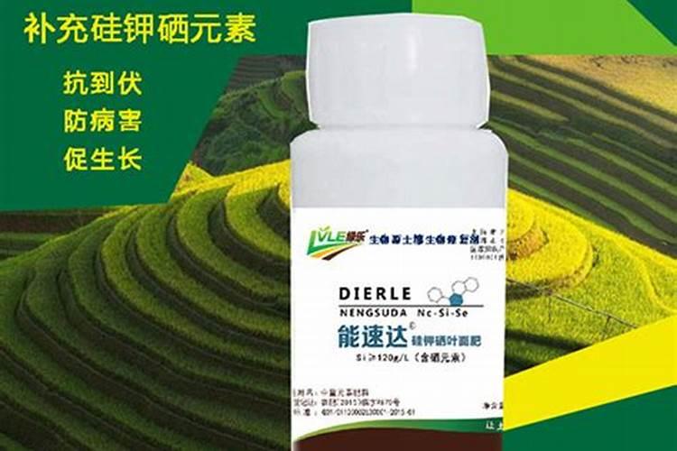 磷肥泡水可以浇花吗