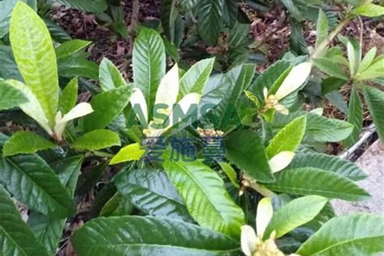 磷肥可以兑水浇花吗 磷肥对花卉的作用是什么