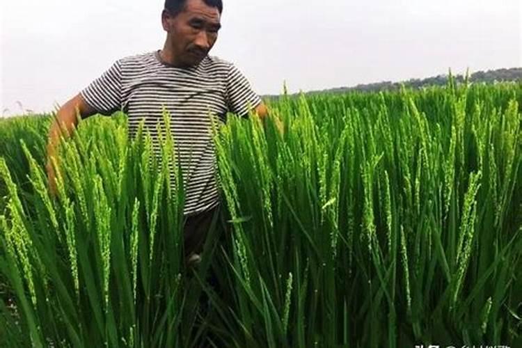 大白菜施肥原则有哪些？