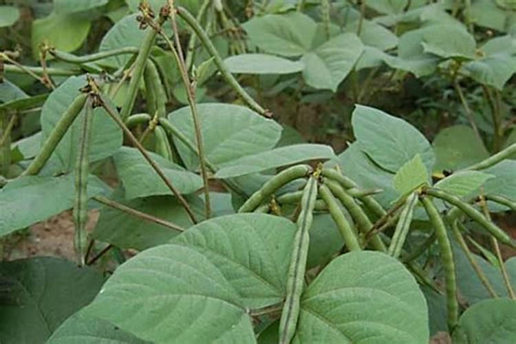 油菜移栽后可施乙草胺吗
