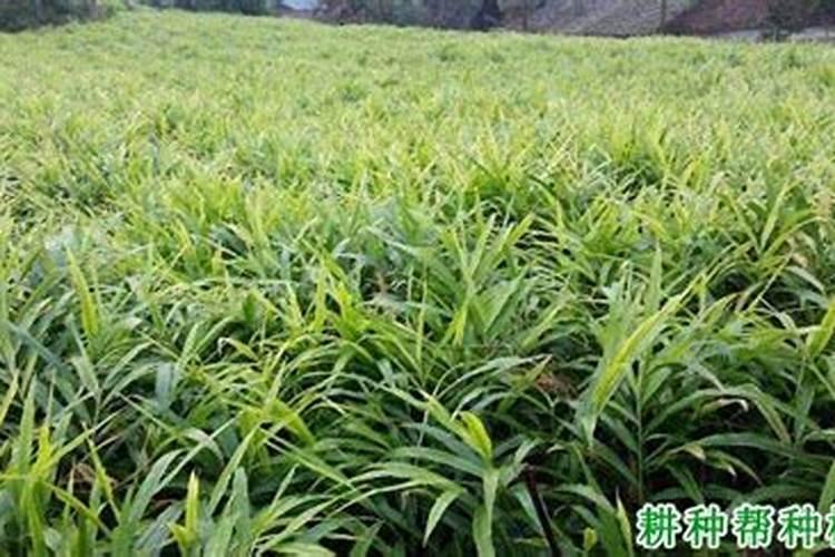 水稻硼肥的作用及使用方法