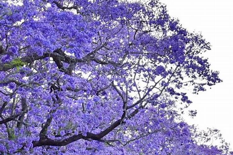 蓝花楹用什么肥料