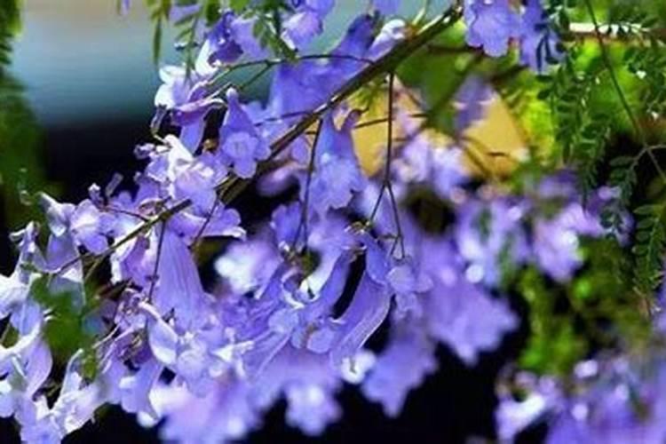 蓝花楹的养殖方法和注意事项