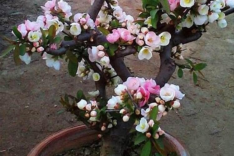 木本海棠催花用什么肥料好？