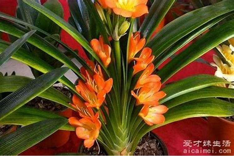葡萄叶面硼肥盛花期能喷吗