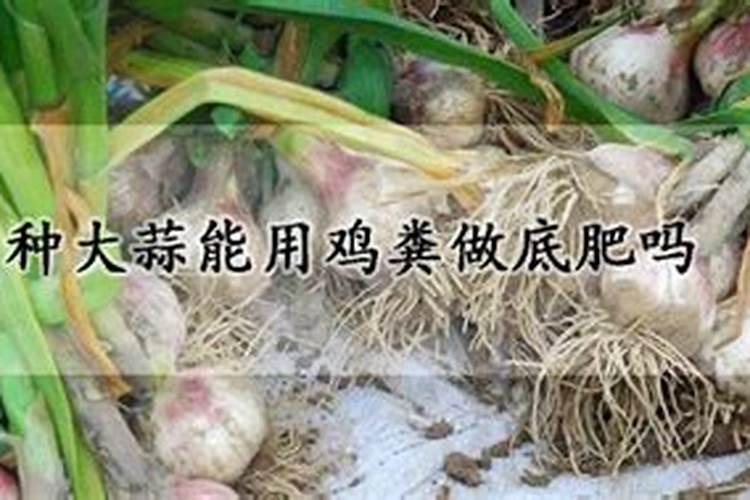 菜籽饼发酵肥水方法